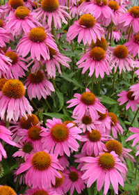 Echinacea purpurea 'Kim's Knee High'